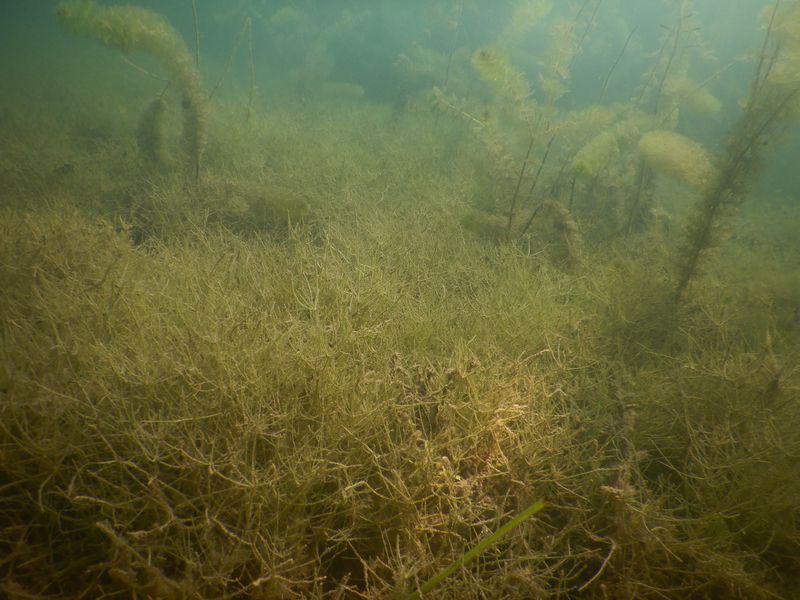 Stern-Armleuchteralge Nitellopsis obstusa