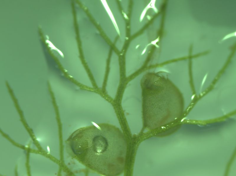 Gemeiner Wasserschlauch Utricularia spec. Fangblase