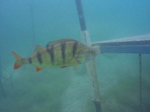 Flussbarsch-Plattform