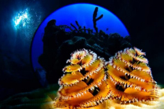 Vize-Weltmeister-Titel in der Unterwasser-Fotografie 2023  Vize-Weltmeister-Titel in der Unterwasser-Fotografie 2023