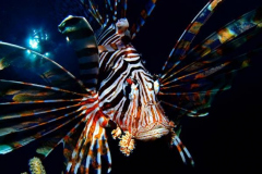  Vize-Weltmeister-Titel in der Unterwasser-Fotografie 2023