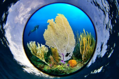 Vize-Weltmeister-Titel in der Unterwasser-Fotografie 2023  Vize-Weltmeister-Titel in der Unterwasser-Fotografie 2023