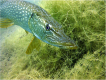 SK Tauchfertigkeiten LVST