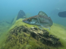 SK Süßwasserbiologie TC Flotte Flosse 2024