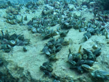 SK Süßwasserbiologie TC Flotte Flosse 2024