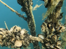 SK Süßwasserbiologie TC Flotte Flosse 2024