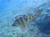SK Süßwasserbiologie TC Flotte Flosse 2024