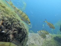 SK Süßwasserbiologie TC Flotte Flosse 2024