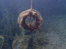 SK Süßwasserbiologie TC Flotte Flosse 2024