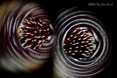 Peter Borsch Weltmeister der Unterwasserfotografie