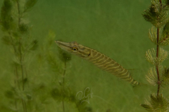 Apnoe-Seminar 28.29.06.2025