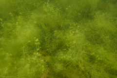 SK Tauchen für den Naturschutz SK Tauchen für den Naturschutz