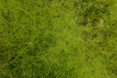 SK Tauchen für den Naturschutz SK Tauchen für den Naturschutz