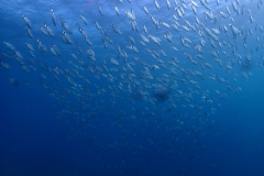 Blog TL1 Prüfung Fuerteventura 2025 Tag 4