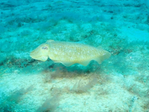 Blog TL1 Prüfung Fuerteventura 2025 Tag 6