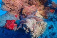 Blog TL1 Prüfung Fuerteventura 2025 Tag 7