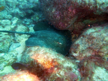 08_Blog_Tag2_TL1_2025_Fuerteventura_Tauchen