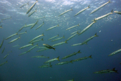 Blog TL1 Prüfung Fuerteventura 2025 Tag 3